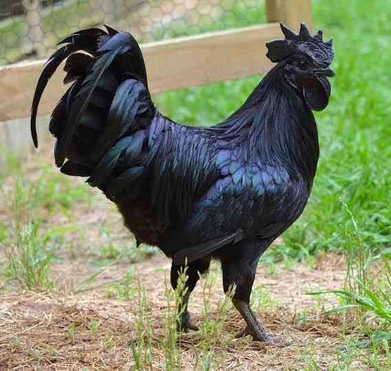 Ayam Cemani Investasi Menjanjikan