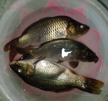 Mengungkap Pesona Ikan Mas