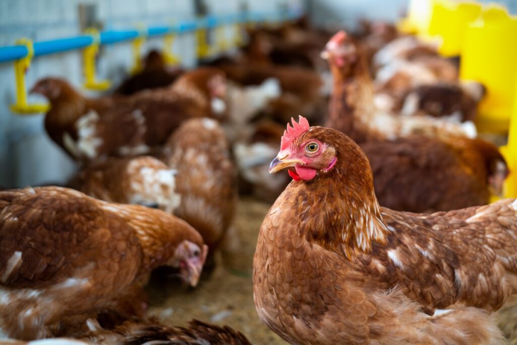 Usaha Ternak Ayam